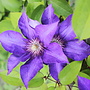 Bosrank | Clematis 'Haku ookan'