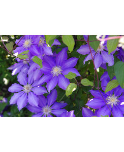 Bosrank | Clematis 'Rhapsody