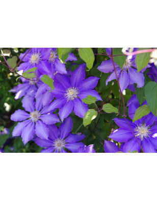Bosrank | Clematis 'Rhapsody
