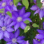 Bosrank | Clematis 'Rhapsody