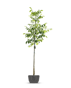 Pecanboom – Carya illinoinensis 'Mohawk'