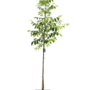 Pecanboom – Carya illinoinensis 'Mohawk'