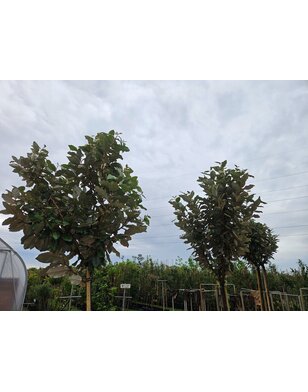 Olijfwilg op stam | Elaeagnus ebbingei