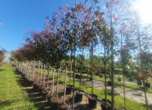 Bomen planten in september: Dé geheimtip voor een prachtige tuin