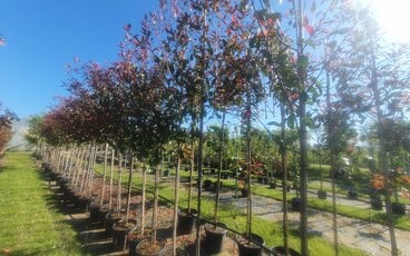 Bomen planten in september: Dé geheimtip voor een prachtige tuin