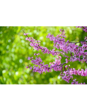 Cercis canadensis Golden Falls