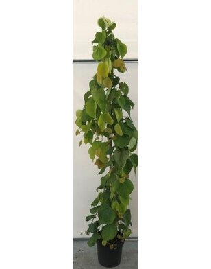 Cercis canadensis Golden Falls