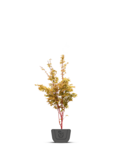Japanse esdoorn | Acer palmatum Dissectum Viridis