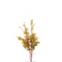 Japanse esdoorn | Acer palmatum Dissectum Viridis