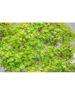 Japanse esdoorn | Acer palmatum Dissectum Viridis