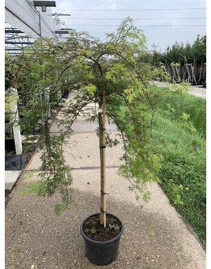 Japanse esdoorn | Acer palmatum Dissectum Viridis