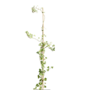 Klimop | Hedera helix Woerner