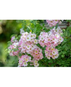 Klimroos | Rosa 'Kew Rambler'