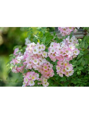 Klimroos | Rosa 'Kew Rambler'