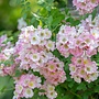 Klimroos | Rosa 'Kew Rambler'