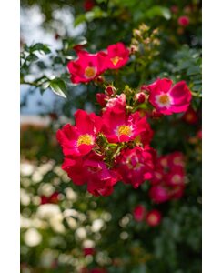 Klimroos | Rosa 'Libertas'