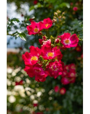 Klimroos | Rosa 'Libertas'