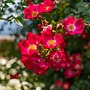 Klimroos | Rosa 'Libertas'
