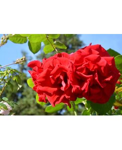 Klimroos | Rosa 'Santana'