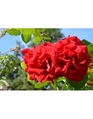 Klimroos | Rosa 'Santana'