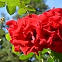 Klimroos | Rosa 'Santana'