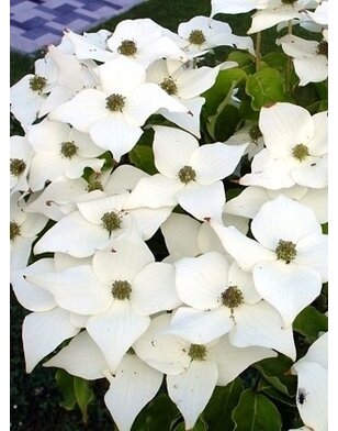 Japanse kornoelje | Cornus kousa Teutonia
