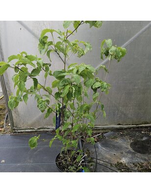 Japanse kornoelje | Cornus kousa Teutonia