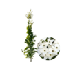 Japanse kornoelje | Cornus kousa Cappucino