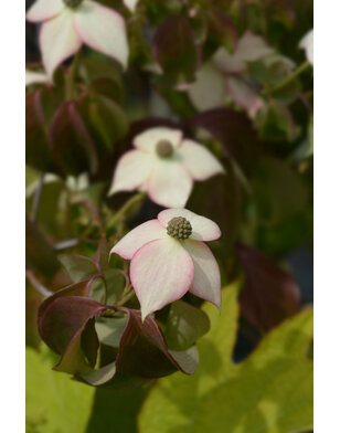 Japanse kornoelje | Cornus kousa Cappucino