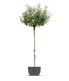 Groenblijvende bomen