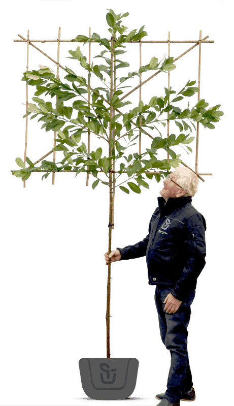 Bomen GRATIS - Bomenkopen.nl