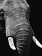 Wandkraft  Éléphant de la vie sauvage Afm 74x74