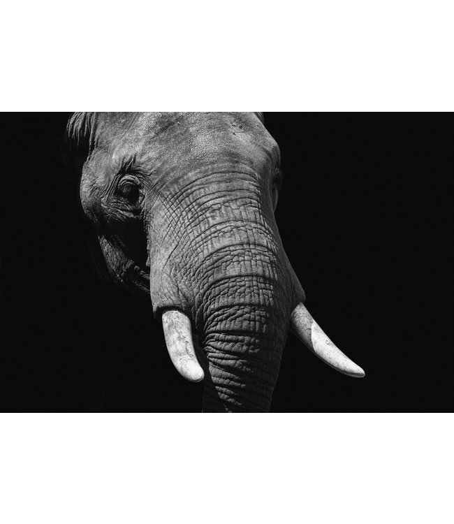 Wandkraft  Éléphant de la vie sauvage  148 x98