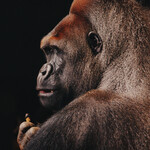 Wandkraft  WILD LIFE GORILLA WANDDECORATIE