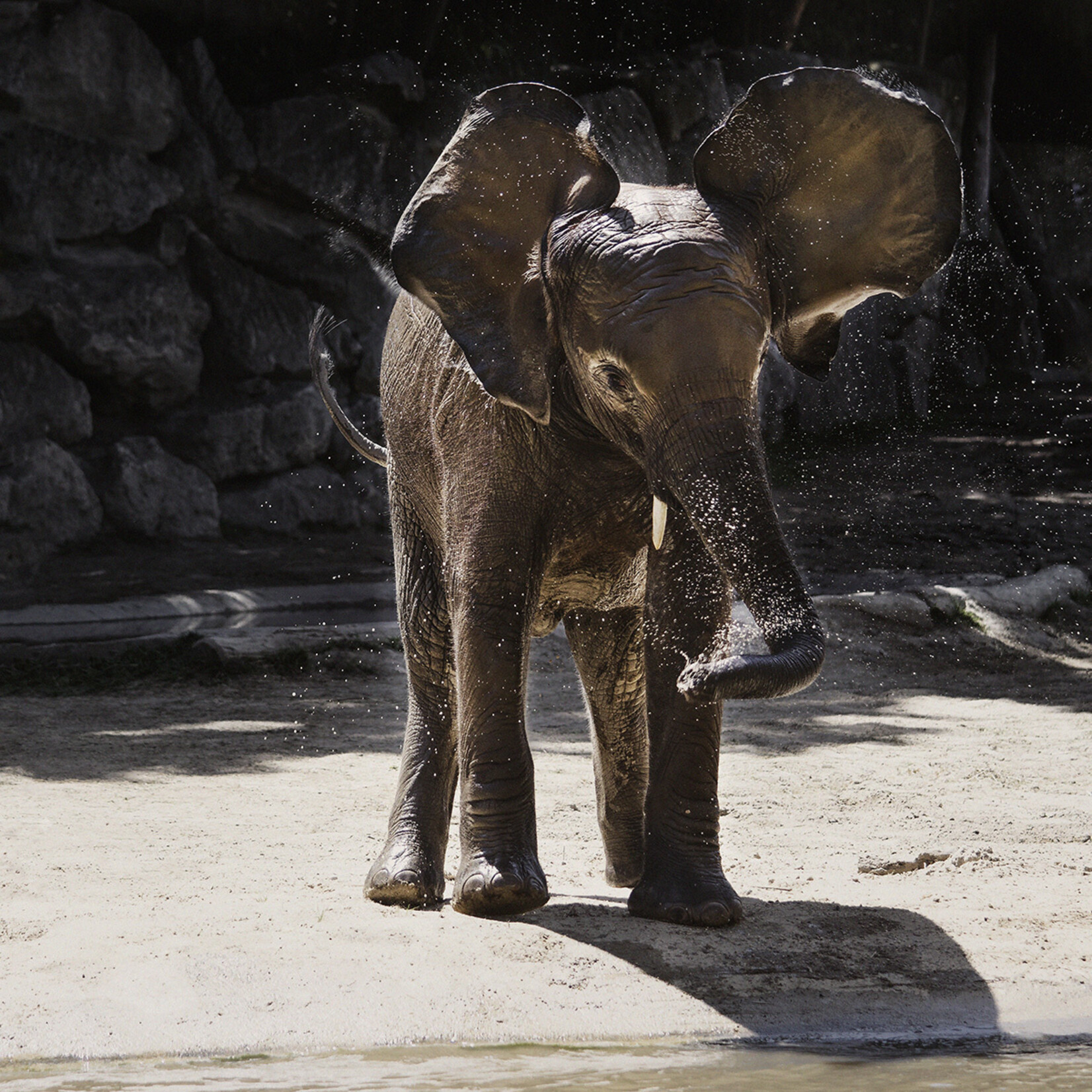 Wandkraft  ÉLÉPHANT SAUVAGE WINDKRAFT