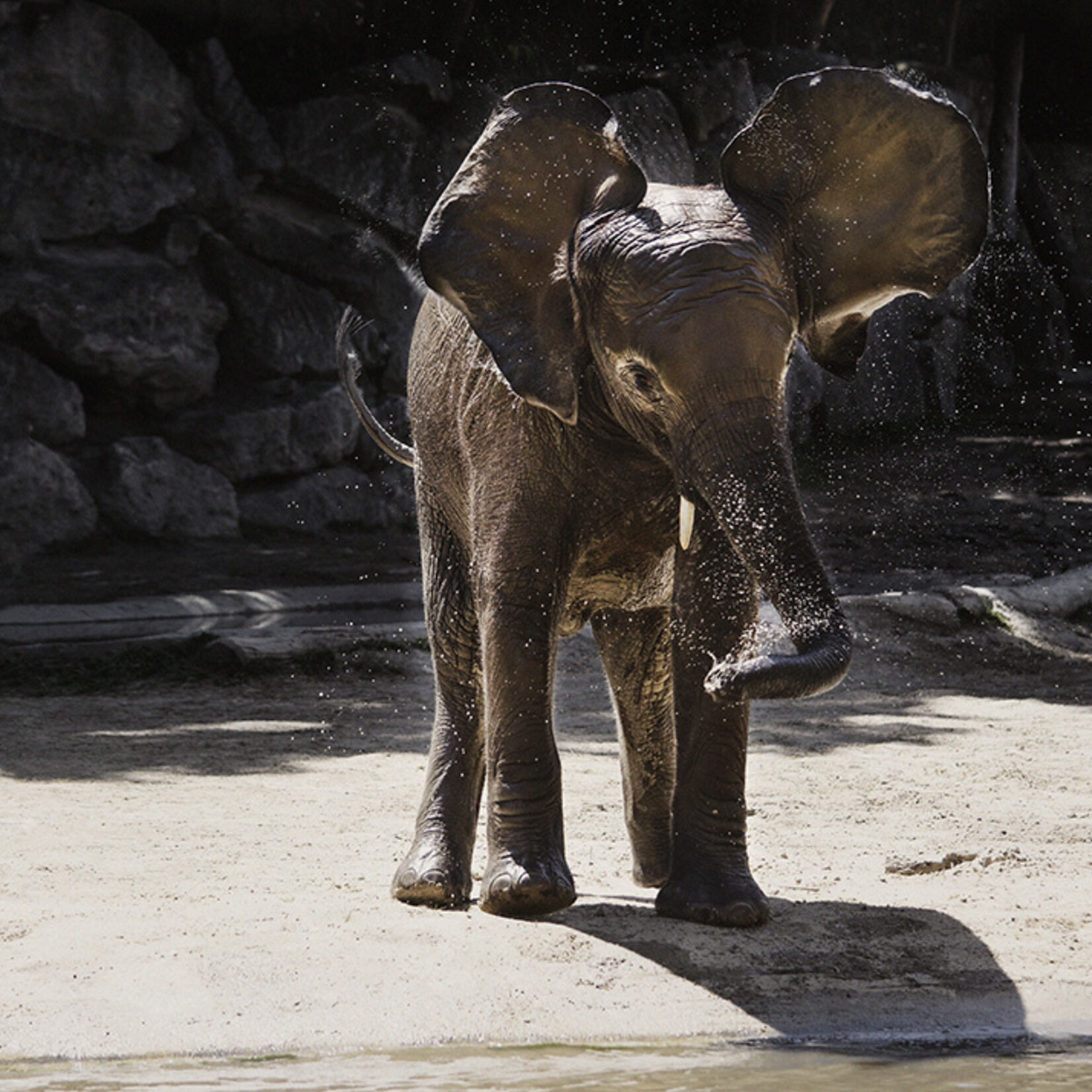 Wandkraft   WANDKRAFT WILD LIFE OLIFANT LITTLE