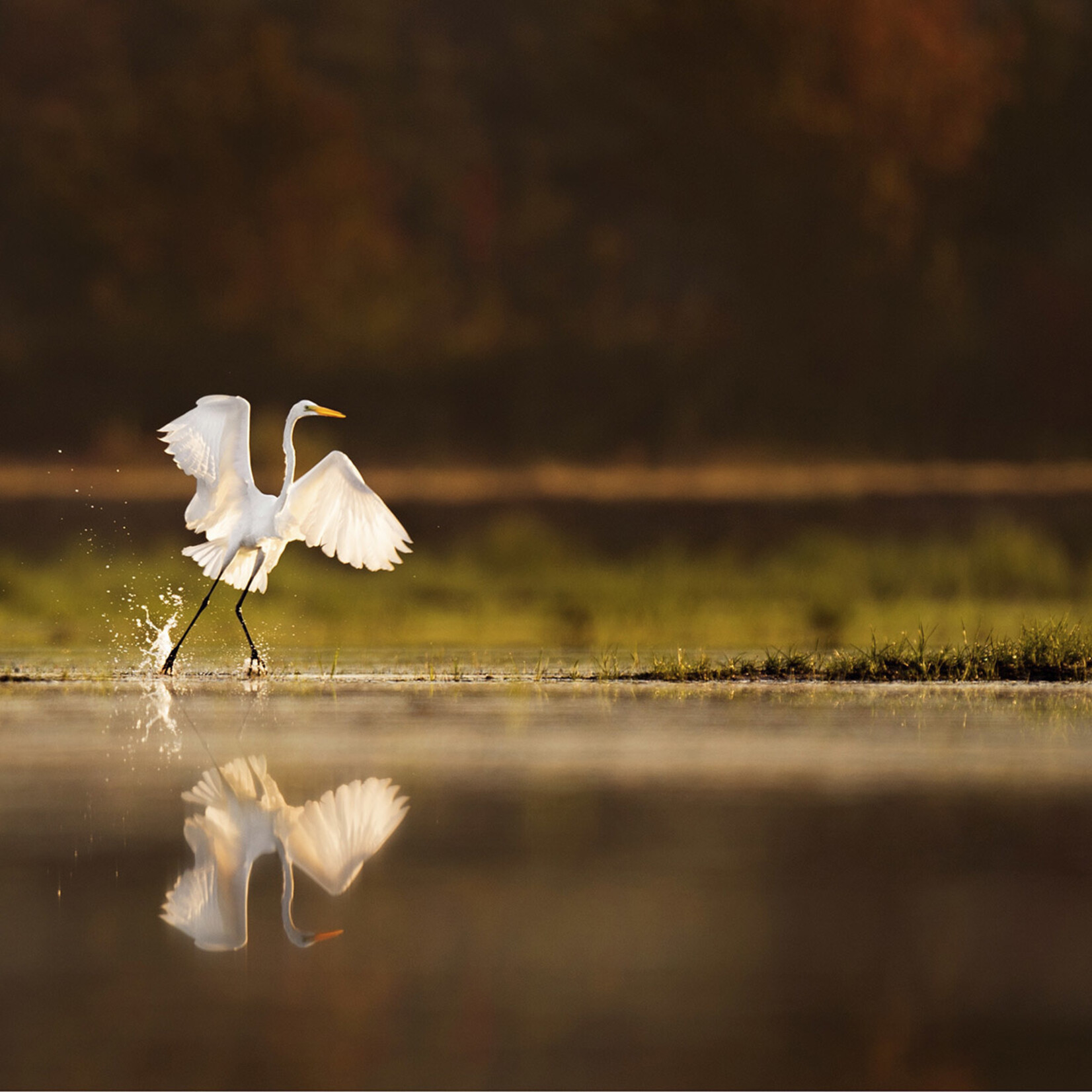 Wandkraft  Glasschilderij kraanvogel rising sun