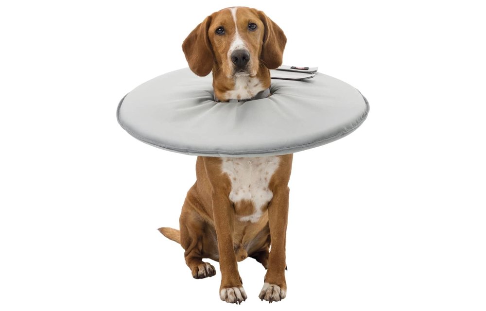 Huisdieren beschermkraag L 24 cm