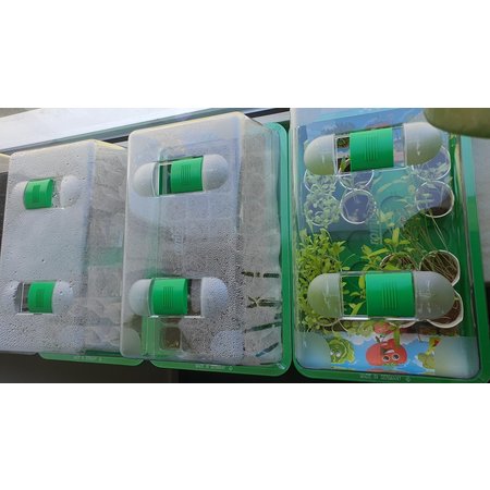 Romberg Romberg kweekkas voor moestuin - groen & transparant - kweekbak - 38x24x19 cm - propagator - terrarium