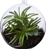 Seasons Seasons Sphere Terrarium Plant - Glazen Bol