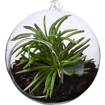Seasons Sphere Terrarium Plant - Glazen Bol - 10 cm