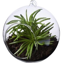 Seasons Sphere Terrarium Plant - Glazen Bol - 10 cm