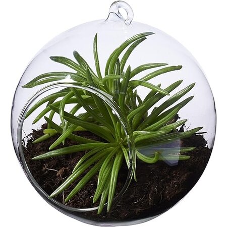 Seasons Seasons Sphere Terrarium Plant - Glazen Bol