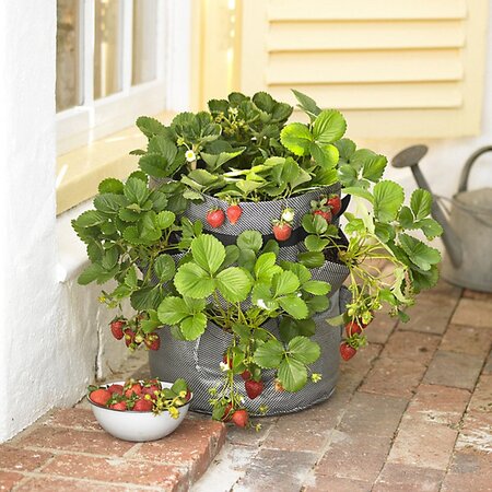 Zigg Zagg Zigg-Zagg Aardbeienplanter taupe met 5 zakken 45 cm