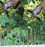Benson Vogelpinnen - Duivenpinnen - 10 stuks