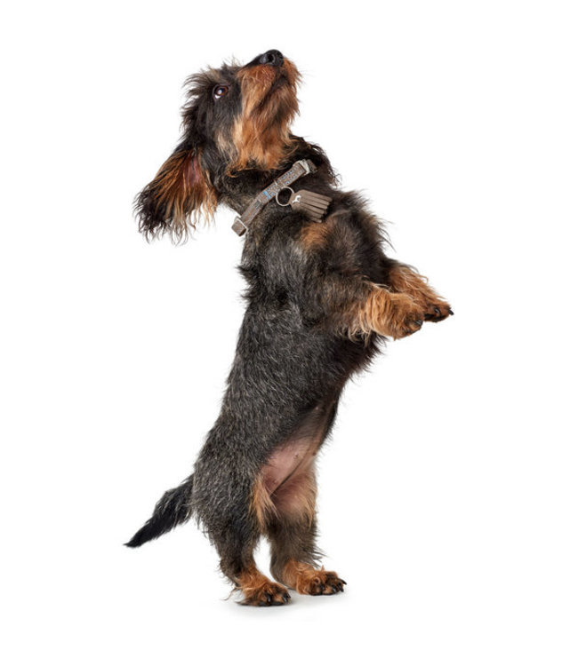 Leren Halsband Lucca Alu-Strong Walnoot