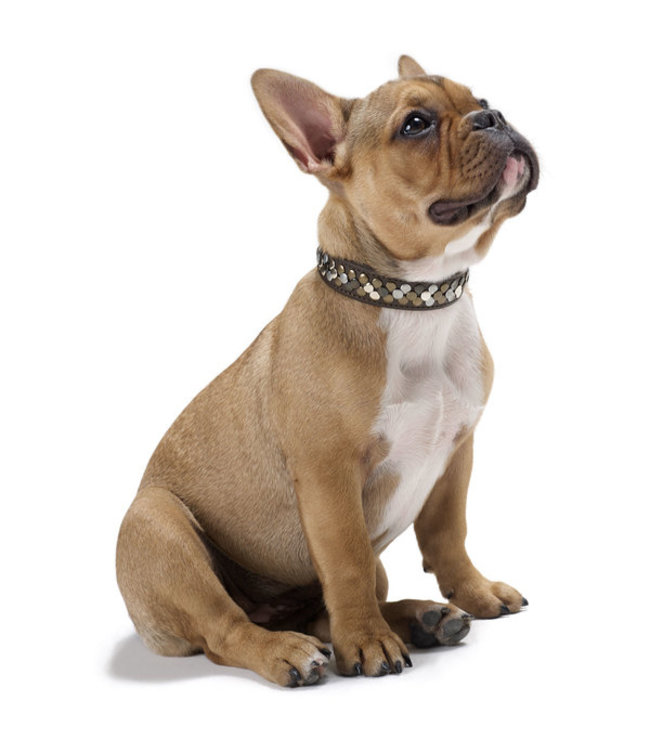 Halsband Arizona - Zwart