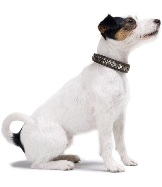 Halsband Arizona - Zwart