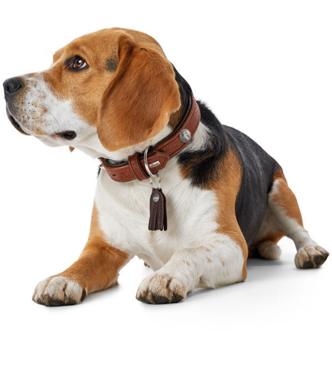 Leren Halsband Cody - Cognac
