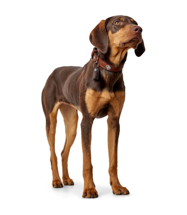 Leren Halsband Cody - Cognac